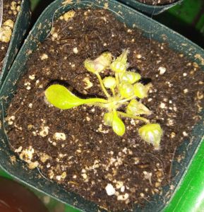 Cephalotus follicularis - Albany Pitcher Plant