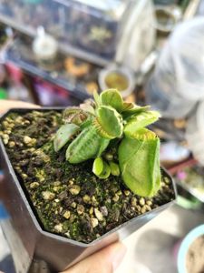 Cephalotus follicularis - Albany Pitcher Plant