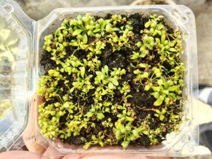 Cephalotus follicularis - Albany Pitcher Plant