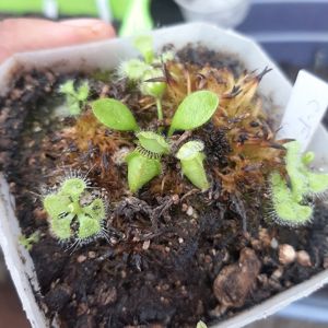 Cephalotus follicularis 'Dudley Watts'