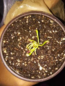 Darlingtonia californica - Cobra Lily