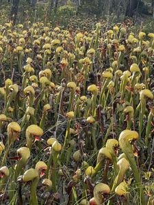 Darlingtonia californica - Cobra Lily