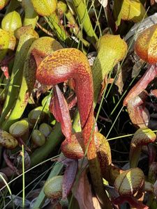 Darlingtonia californica - Cobra Lily