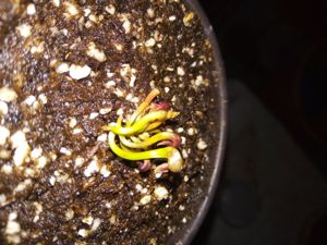 Darlingtonia californica - Cobra Lily