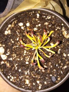 Darlingtonia californica - Cobra Lily