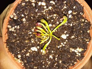 Darlingtonia californica - Cobra Lily