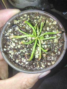 Darlingtonia californica - Cobra Lily