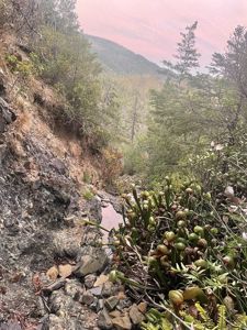 Darlingtonia californica - Cobra Lily