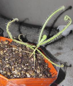 Drosera finlaysoniana