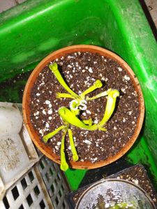 Heliamphora minor - Sun Pitcher