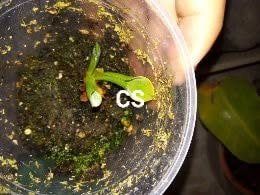 Heliamphora minor - Sun Pitcher