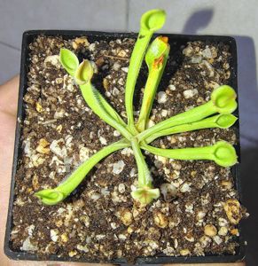Heliamphora minor - Sun Pitcher