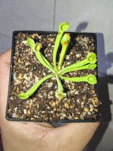 Heliamphora minor - Sun Pitcher