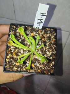 Heliamphora minor - Sun Pitcher