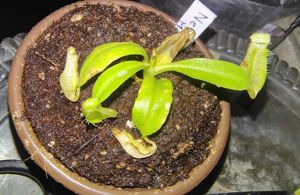 Nepenthes maxima
