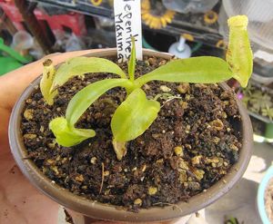 Nepenthes maxima