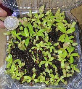 Nepenthes maxima