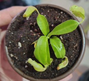 Nepenthes maxima