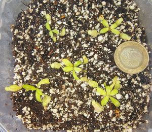 Nepenthes maxima