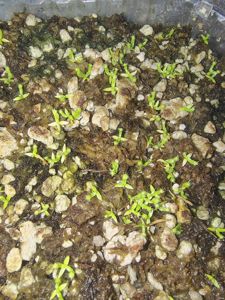 Nepenthes rajah (seedling)