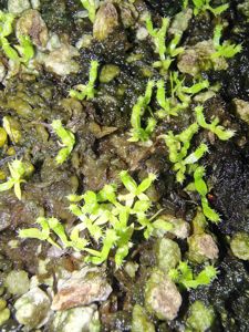 Nepenthes rajah (seedling)