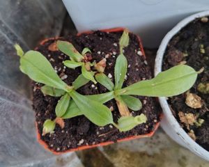 Nepenthes x hookeriana