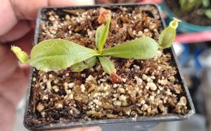 Nepenthes x hookeriana