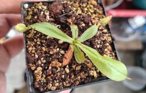 Nepenthes x hookeriana
