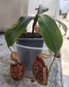 Nepenthes x hookeriana