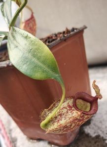 Nepenthes x hookeriana