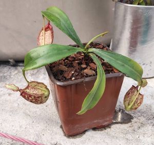 Nepenthes x hookeriana