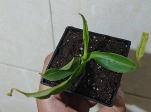 Nepenthes x 'Miranda'