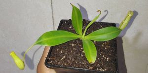 Nepenthes x 'Miranda'