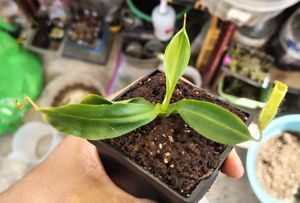 Nepenthes x 'Miranda'