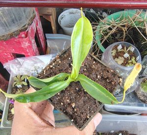 Nepenthes x 'Miranda'