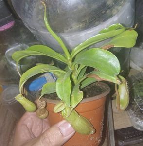 Nepenthes x ventrata