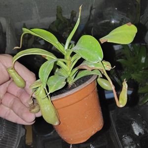 Nepenthes x ventrata