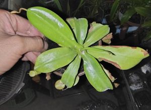 Nepenthes x ventrata