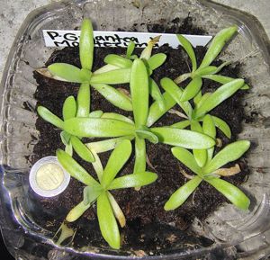 Pinguicula gigantea x moctezumae