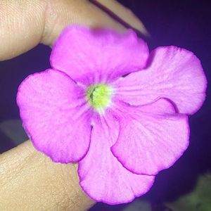 Pinguicula gigantea x moctezumae