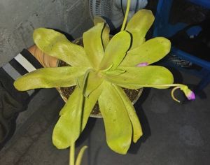 Pinguicula gigantea x moctezumae