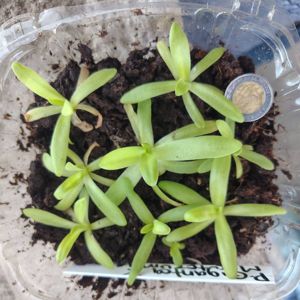 Pinguicula gigantea x moctezumae