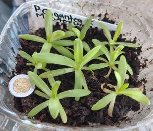 Pinguicula gigantea x moctezumae