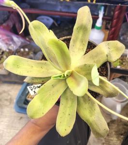Pinguicula gigantea x moctezumae
