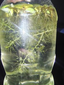 Utricularia gibba (bladderwort portion)
