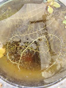 Utricularia gibba (bladderwort portion)