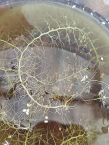 Utricularia gibba (bladderwort portion)