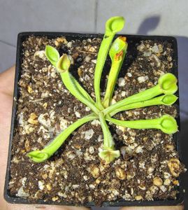 Heliamphora minor - Sun Pitcher