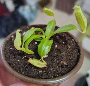 Nepenthes maxima