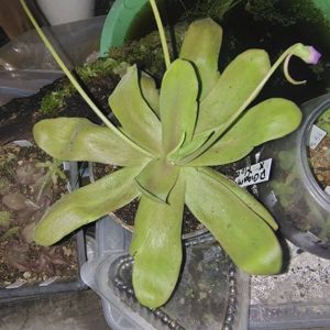 Pinguicula gigantea x moctezumae